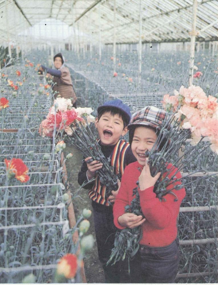 志津の青地園芸場で青地準二さんがカーネーションの突然変異を見つけて5年。「青地ピーター」と名付けられたこのカーネーションが農林省に名称登録されたのは昭和39（1964）年のことでした。「花持ちが良い」と東京・京都・大阪市場にも出荷されるほどの人気を博したと当時の新聞は伝えています。